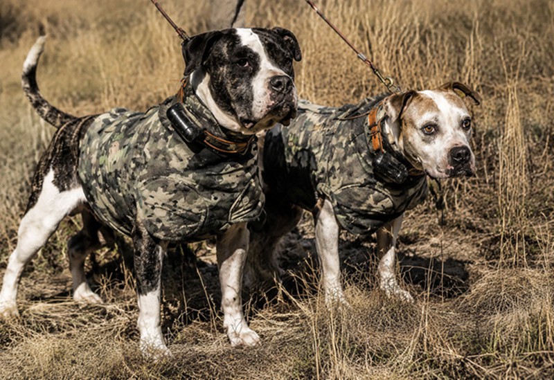 Hunting Dog Armor Hunting Dog Armor